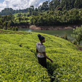 Mount Kenya TGFOP Kaimosi 