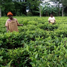 Tanzania Usambara Green 