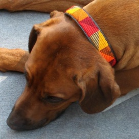 Hundehalsband - 3 cm Design 1  