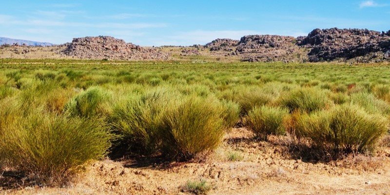 Kategoriebild der Kategorie “Original Biedouwvalley Rooibos Tee ”