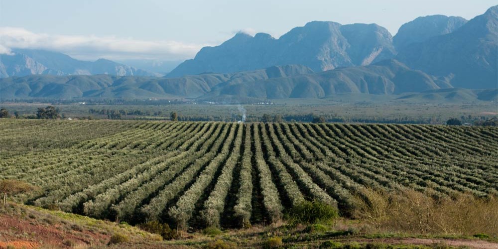 Kategoriebild der Kategorie “Weine aus Südafrika, Windhoek und Tusker Bier”