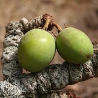  Artikelbild 2 des Artikels “Body Scrub “