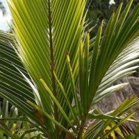  Artikelbild 2 des Artikels “Tischsets mit 190 cm Läufer “