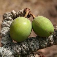  Artikelbild 2 des Artikels “Body Butter - 100ml “