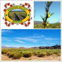  Artikelbild 3 des Artikels “Rooibos Tee “