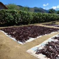  Artikelbild 3 des Artikels “Bourbon Vanille Zuckermühle 