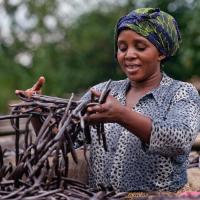  Artikelbild 3 des Artikels “Bourbon Vanille Extrakt  “