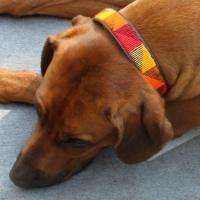  Artikelbild 4 des Artikels “Hundehalsband - 3 cm Design 1  “