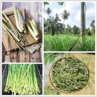  Artikelbild 4 des Artikels “Lemongras - Ingwer “