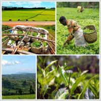  Artikelbild 4 des Artikels “Mount Kenya TGFOP Kaimosi “