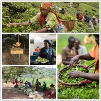  Artikelbild 4 des Artikels “Ruanda Rukeri OP Bio “