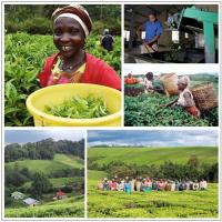  Artikelbild 4 des Artikels “Tanzania Usambara Green “