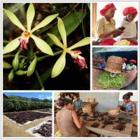  Artikelbild 4 des Artikels “Bourbon Vanille Extrakt  “