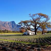  Artikelbild 4 des Artikels “Lavendel-Nachfüllpack “