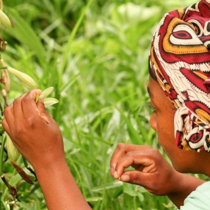  Artikelbild 2 des Artikels “Bourbon Vanille Extrakt  “