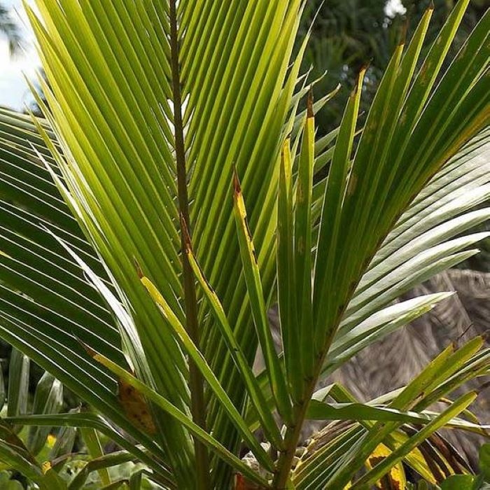  Artikelbild 2 des Artikels “Tischsets mit 190 cm Läufer “