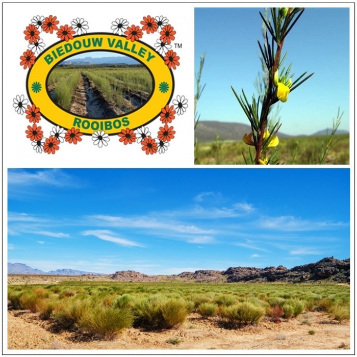  Artikelbild 3 des Artikels “Rooibos Tee “