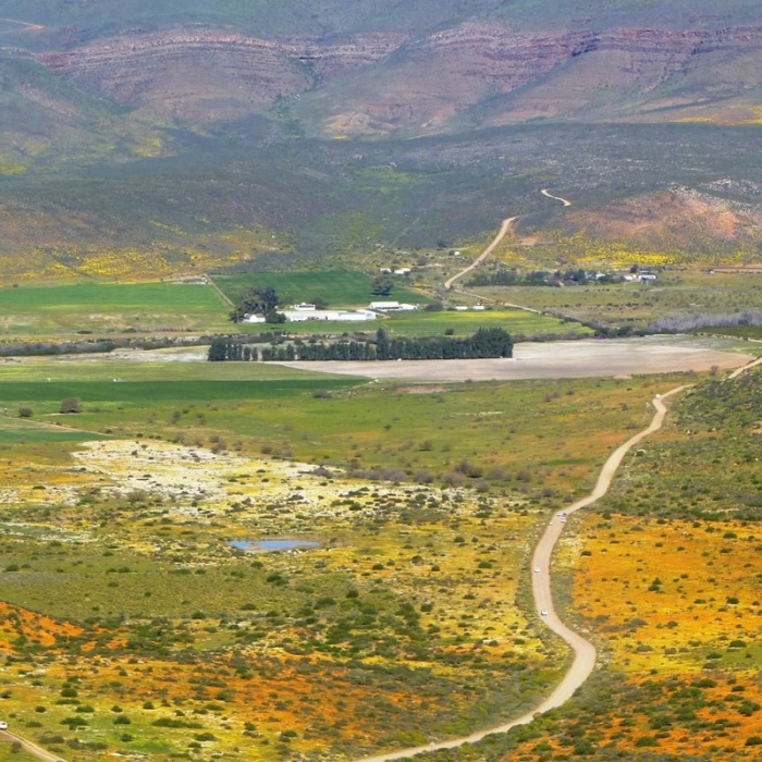  Artikelbild 3 des Artikels “Rooibos Tee “