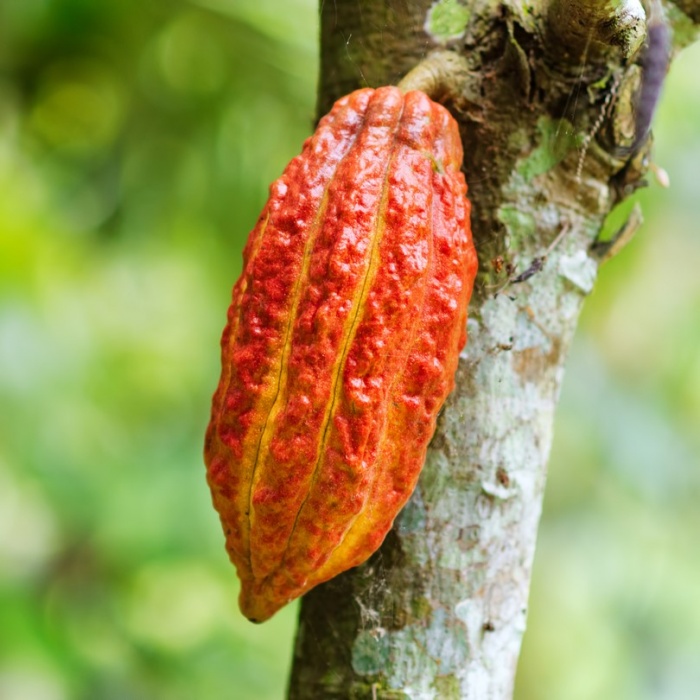  Artikelbild 3 des Artikels “MORIN - Kakaopulver 