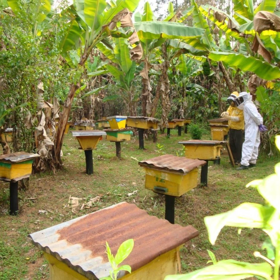  Artikelbild 4 des Artikels “Tropenblütenhonig aus Uganda “