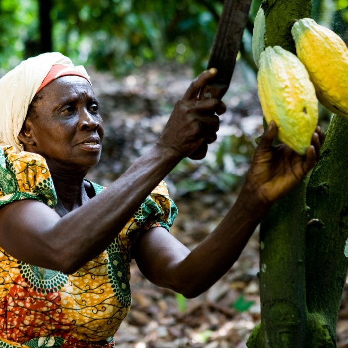  Artikelbild 4 des Artikels “MORIN - Kakaopulver 